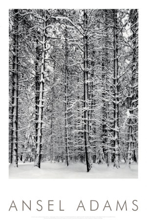 ansel adams pine forest in snow yosemite national park 1932