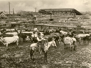 cowboy herding cattle in the railroad stockyards at kansas city missouri 1890