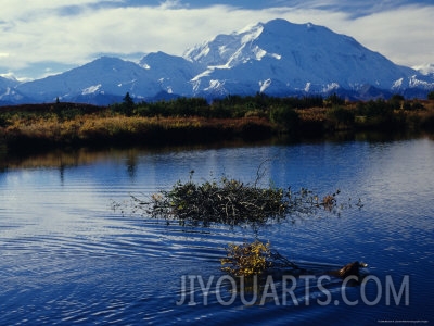 michael s quinton beaver hauls willows to its cache in the shadow of mount mckinley alaska