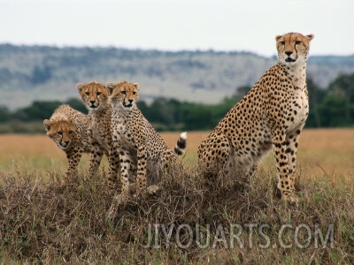 michele burgess cheetah  cubs termite mound masai mara keny