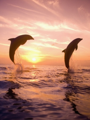stuart westmoreland bottlenose dolphins caribbean sea near roatan honduras