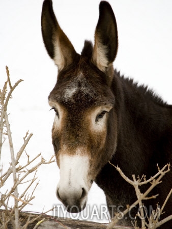 stephen st john portrait of a mule in fresh snow