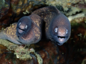 wolcott henry a close view of a pair of moray eels