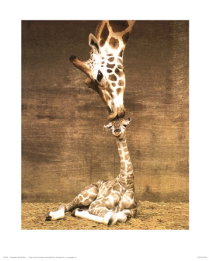ron draine giraffe first kiss