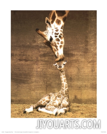 ron draine giraffe first kiss