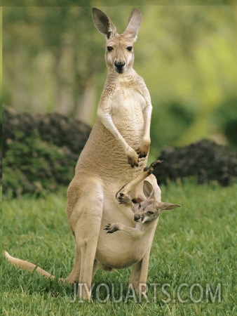 a captive red kangaroo carrying her youngster in her pouch