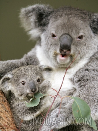 an 8 month old koala joey