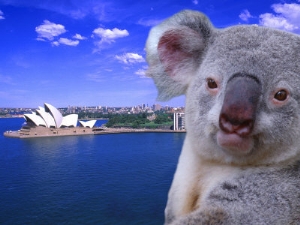 bill bachmann portrayal of opera house and koala sydney australia