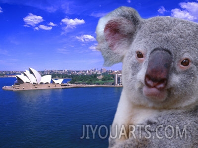 bill bachmann portrayal of opera house and koala sydney australia
