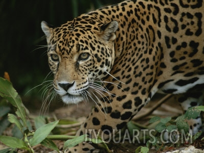 a close view of a captive jaguar panthera onca