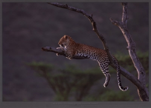 michel  christine denis huot leopard at masai mara kenya