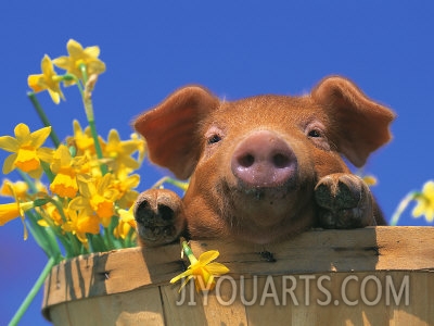 lynn m stone pig with daffodils in bushel