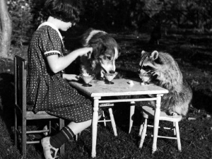 claire shorrock giving ice cream party with pet dog and raccoon