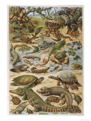 an amazing illustration covering the whole range of reptilian species from snakes to newts