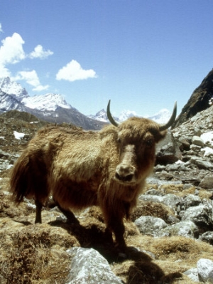 paul franklin domestic yak khumbu everest region nepal