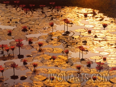 bruno baumann lotus pond