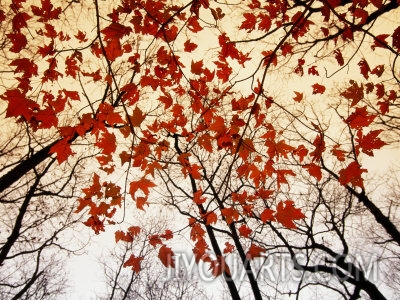 raymond gehman bare branches and red maple leaves growing alongside the highway