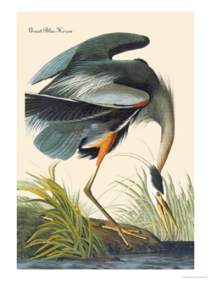 john james audubon great blue heron
