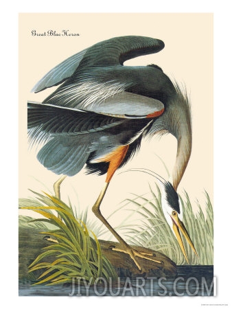 john james audubon great blue heron