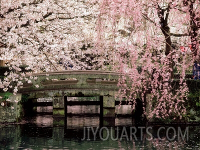 cherry blossoms mishima taisha shrine shizuoka