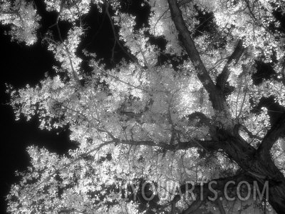 susan a quinn black and white infrared image of trees colorado nm co