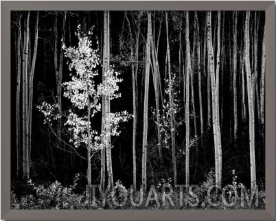 Aspens, Northern New Mexico, 1958