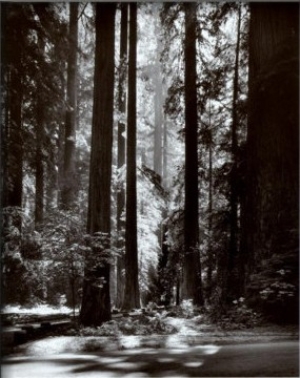 Redwoods, Founders Grove