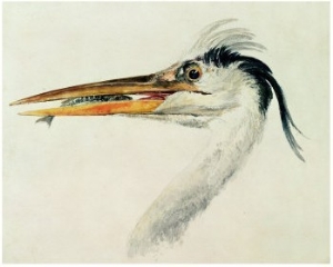 Heron with a Fish