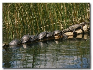 A Group of Aquatic Turtles and an American Alligator Bask on a Log