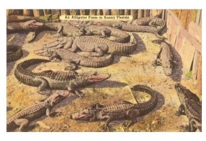 Alligator Farm, Florida