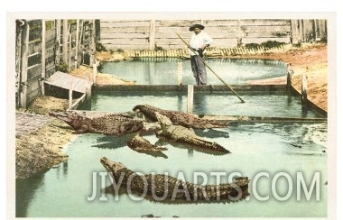 Alligator Joe, Palm Beach, Florida