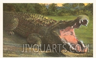 Florida Man Eater, Alligator