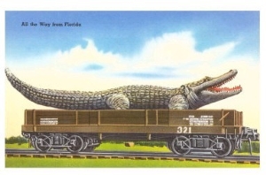 Giant Alligator on Flatbed, Florida