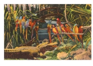 Macaws and Alligator, Florida