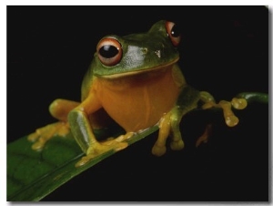 A Red Eye Tree Frog (Hyla Uranochroa) Clings to a Leaf