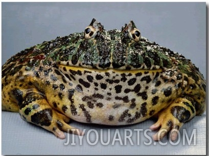 An Ornate Horned Frog