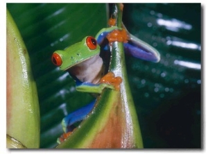 Gaudy Leaf Frog, Costa Rica