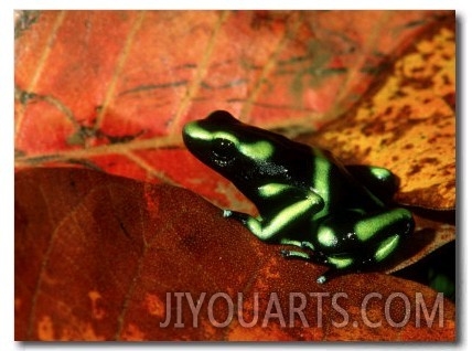 Green and Black Poison Dart Frog, Costa Rica