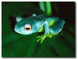 Madagascan Blue Tree Frog, Native to Madagascar