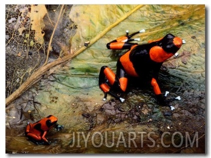 Two Poison Frogs, Possibly Adult and Juvenile