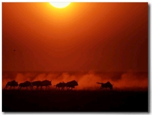 Group of Wildebeests Running in the Dusk