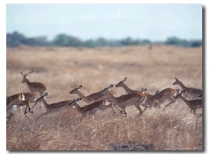 Impala, Serengeti, Tanzania, East Africa