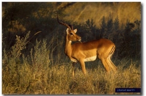 Planet Earth  Antelope