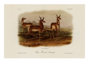 Prong Horned Antelope