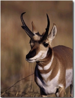 Pronghorn Antelope, Antilocapra Americana