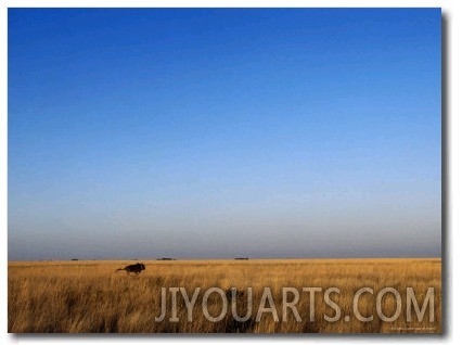Wildebeest Running over the Grassland