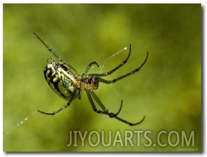 Close View of Cobweb Weaver Spider, Groton, Connecticut
