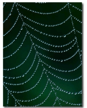 Dewdrop on Spider Web, Louisville, Kentucky, USA