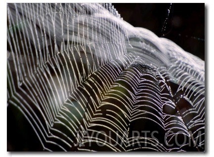 Orb Spider Web, Big Cypress Natural Preserve, Florida