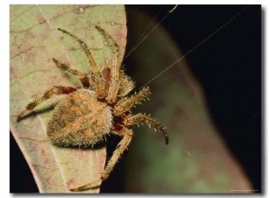 Orb Weaver Spider on a Leaf with Web Strands Showing